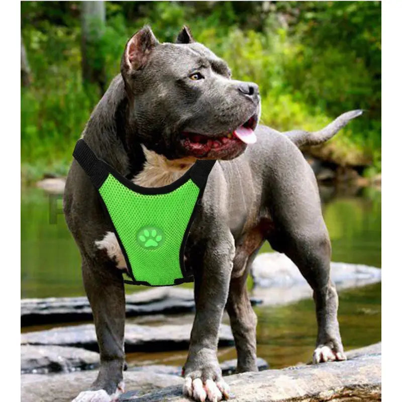 Yumi & Co. Travel Safety Harness